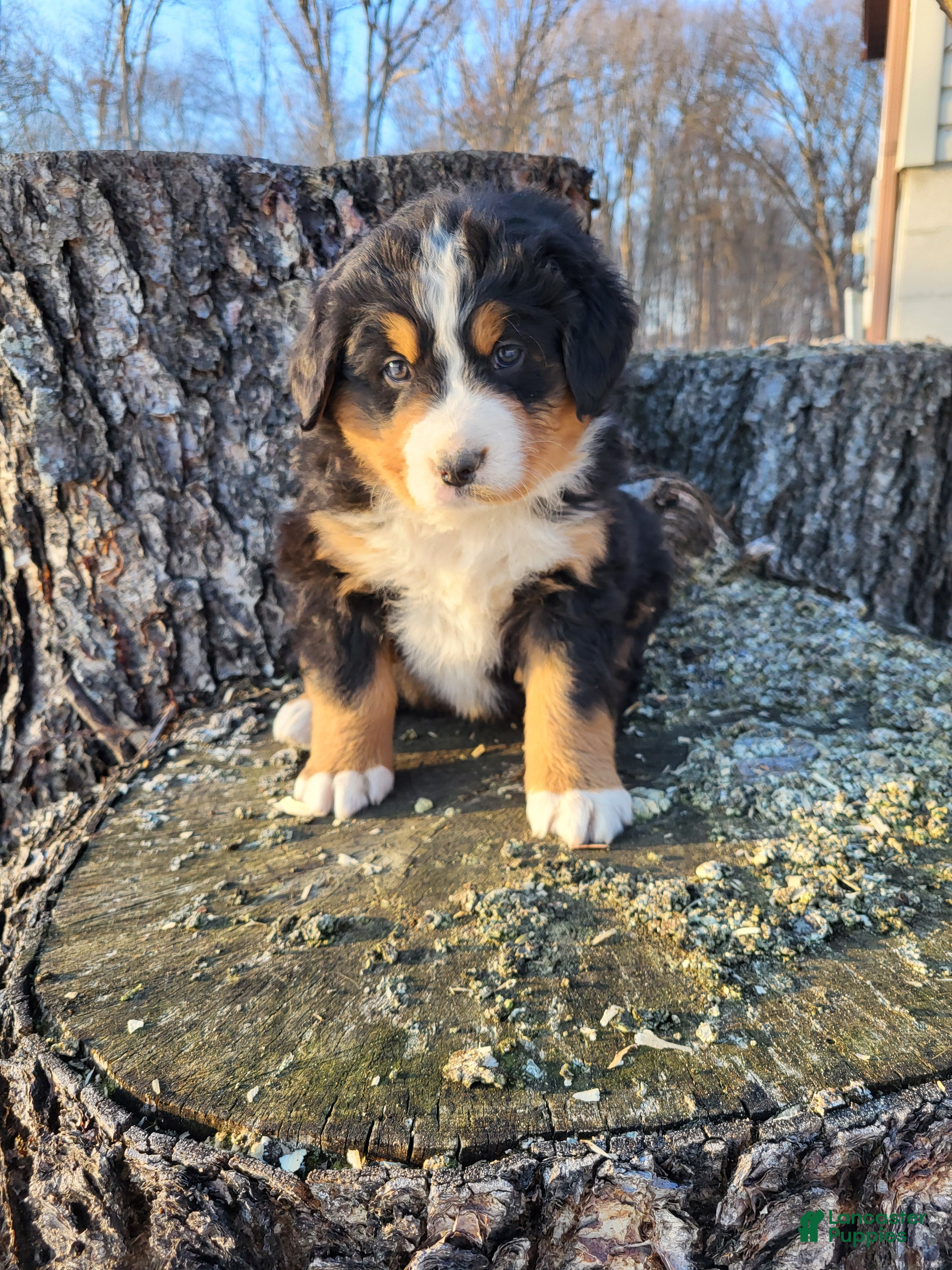 Bernese Mountain Dog dogs Toby - Ad 1