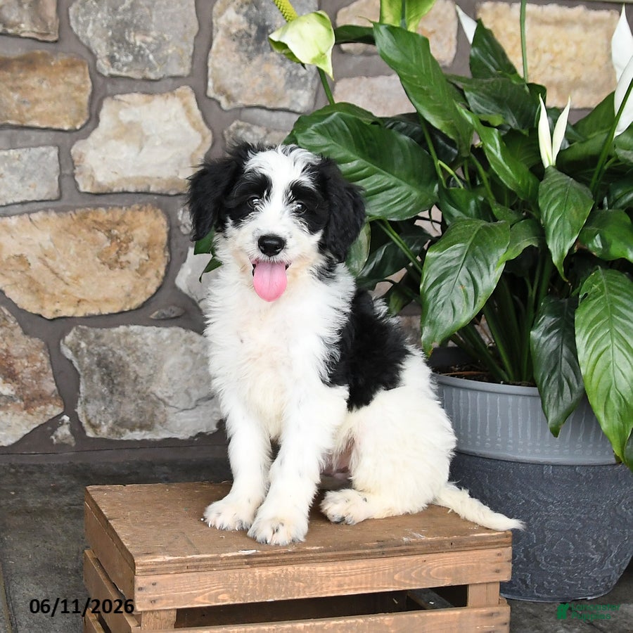 Double Doodle dogs Spotty - Ad 2