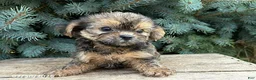 Shorkie dogs for sale: Luca - Ad 3