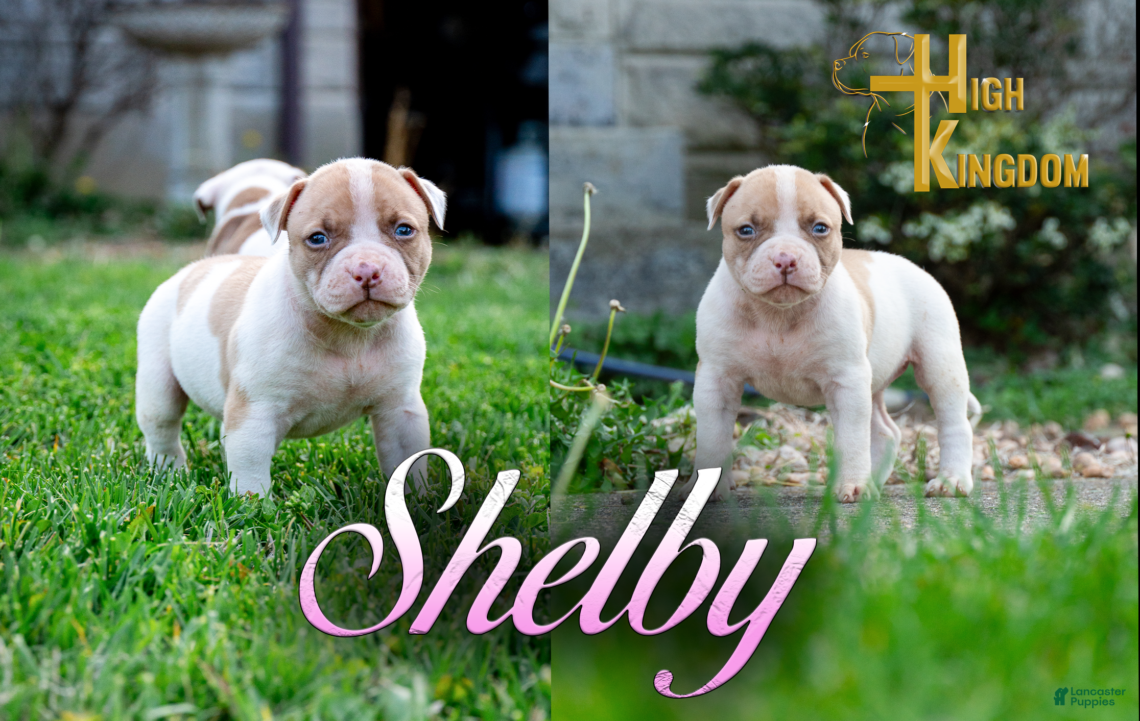 American Bulldog dogs Shelby  - Ad 1