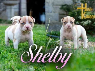American Bulldog dogs for sale: Shelby - Ad 1