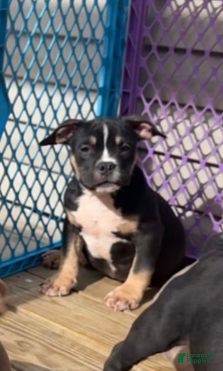 American Bully dogs Blackie Chan - Ad 2