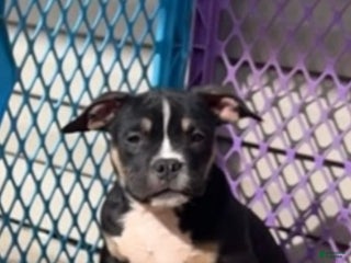 American Bully dogs Blackie Chan - Ad 34