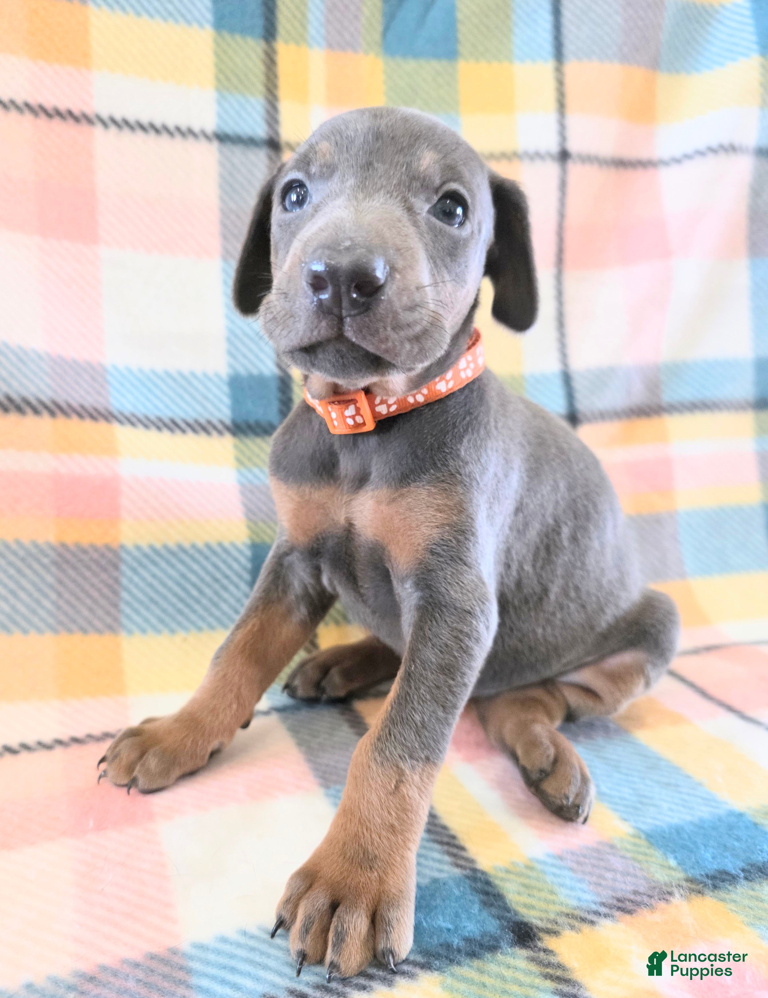 Doberman Pinscher dogs Doberman Pinscher Puppy 8 - Ad 40