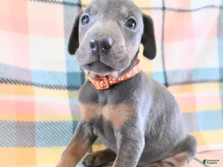 Doberman Pinscher dogs Doberman Pinscher Puppy 8 - Ad 40