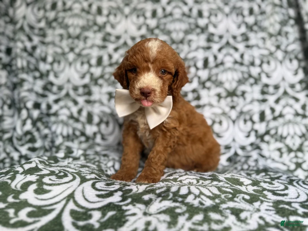 Cockapoo dogs for sale: Mikey - Ad 1