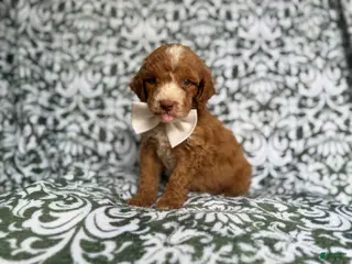 Cockapoo dogs Mikey - Ad 15