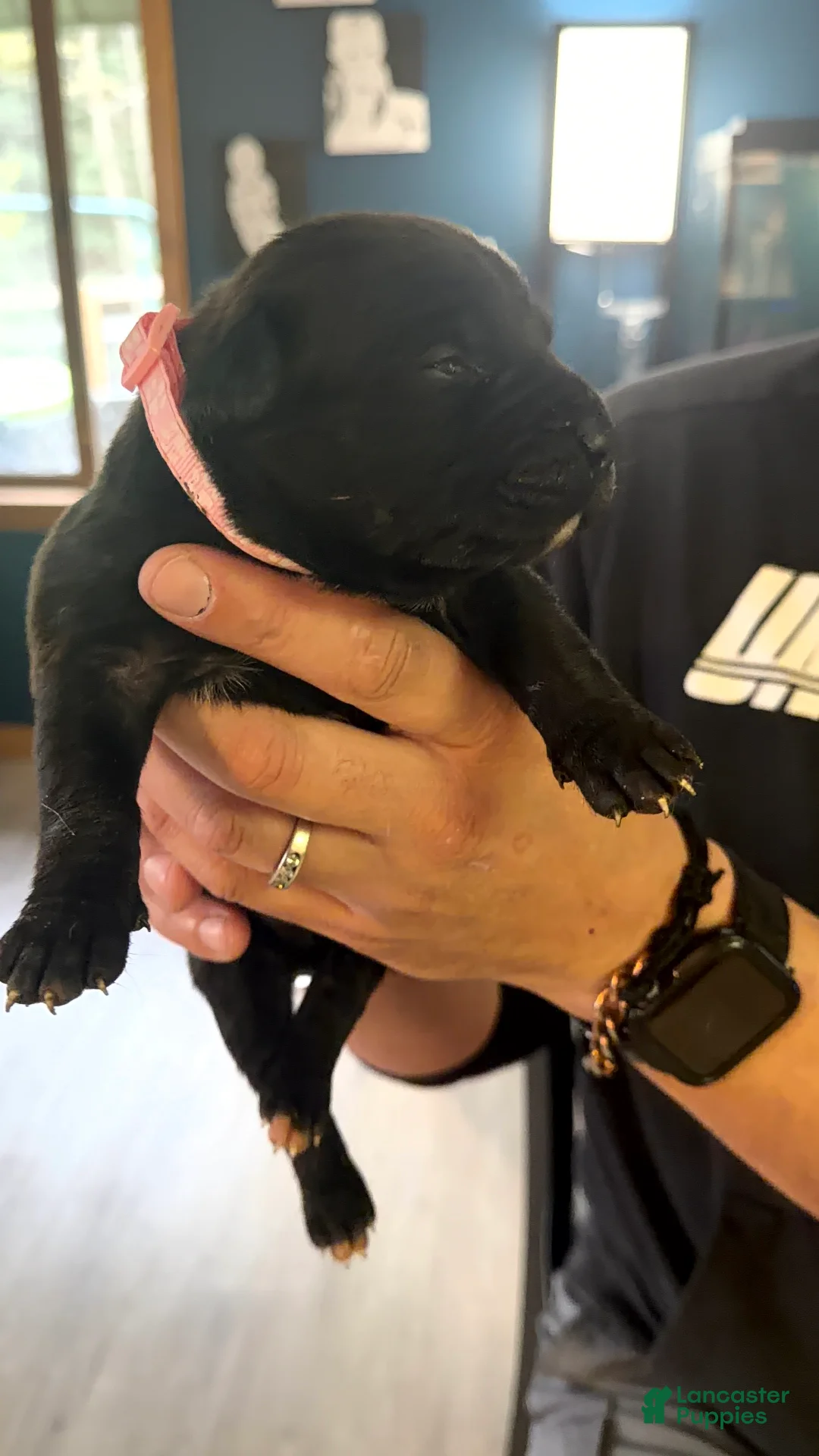 Mixed Breed dogs for sale: Bullmastiff Female ready June 12th Pink Collar - Ad 1