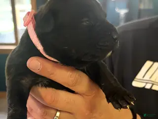 Mixed Breed dogs Bullmastiff Female ready June 12th Pink Collar - Ad 15