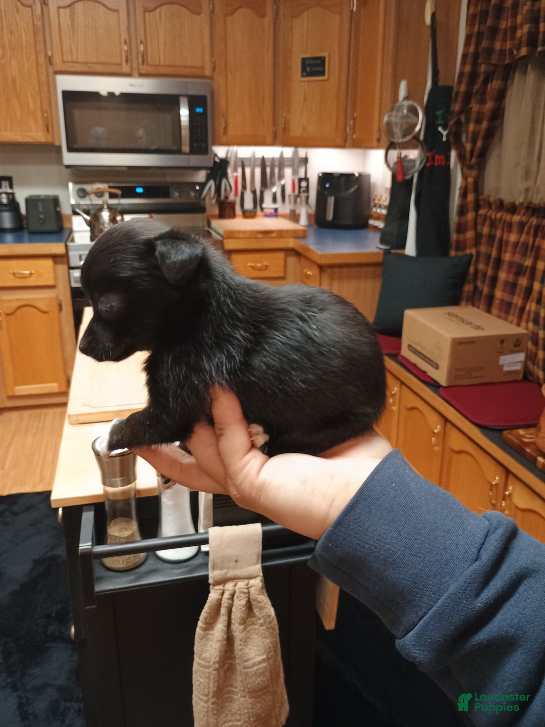 Chihuahua dogs for sale: Pixie - Ad 5