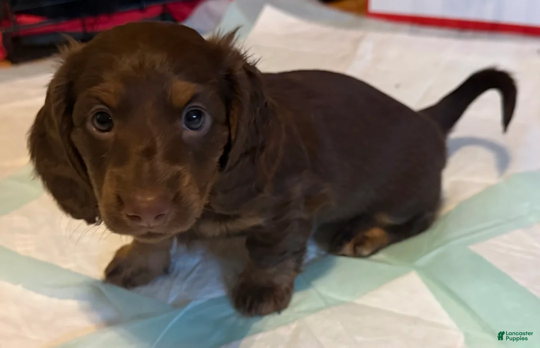 Dachshund dogs for sale: Coco - Ad 1
