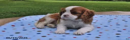 Cavalier King Charles Spaniel dogs for sale: Heather - Ad 2