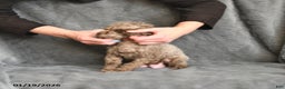 Toy Poodle dogs for sale: Hershey - Ad 5