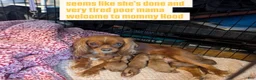Cavalier King Charles Spaniel dogs for sale: Cavalier King Charles Spaniel 1 - Ad 3