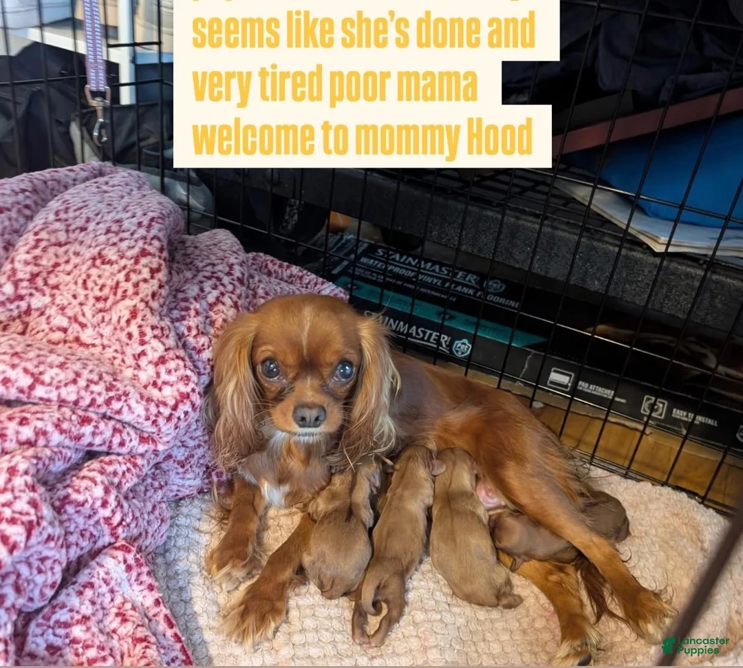 Cavalier King Charles Spaniel dogs for sale: Cavalier King Charles Spaniel 1 - Ad 3