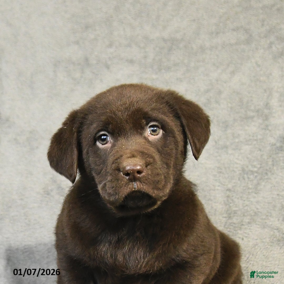 Labrador Retriever dogs for sale: Buster - Ad 5