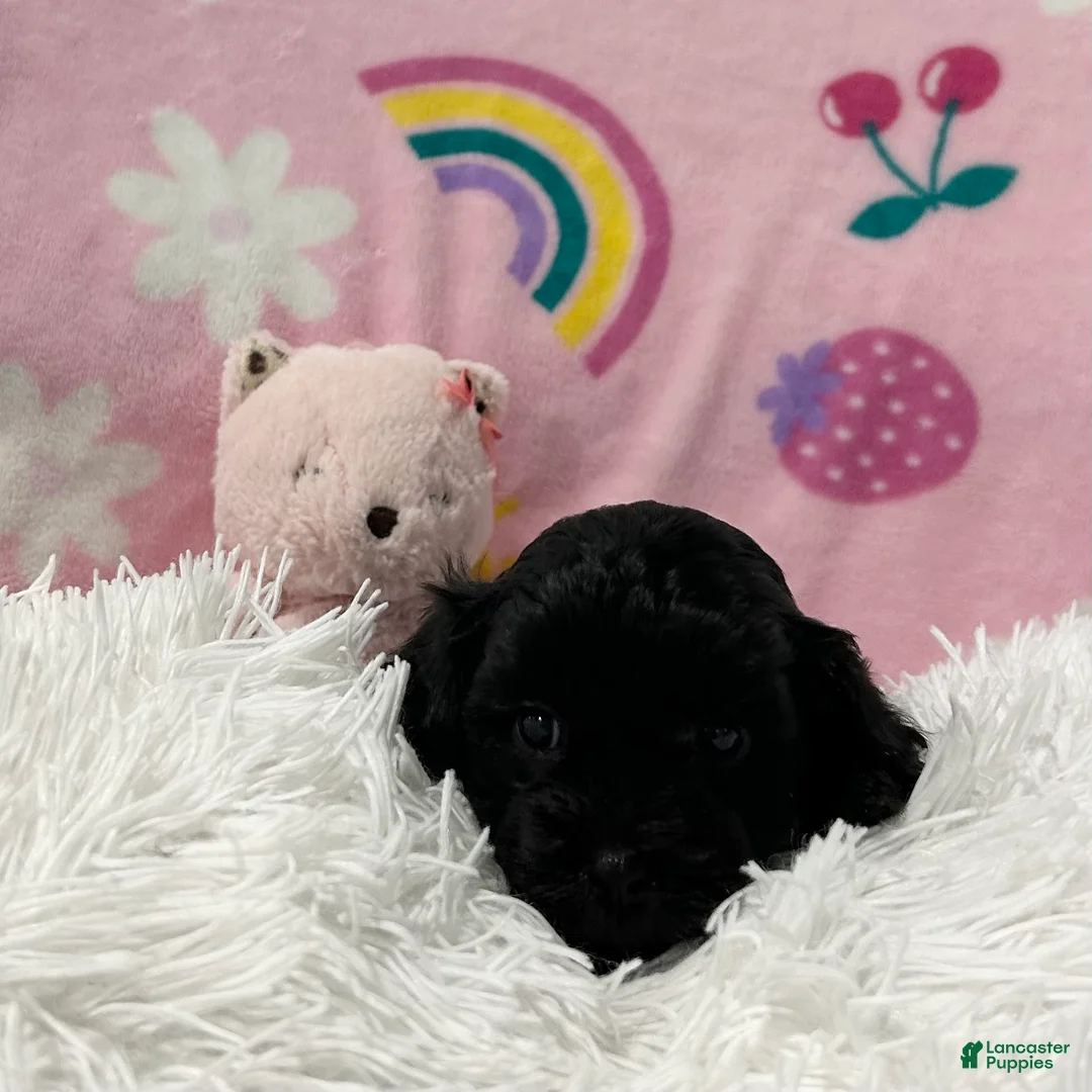Cavapoo dogs for sale: Cooper - Ad 2