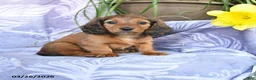 Miniature Dachshund dogs for sale: Dante - Ad 1