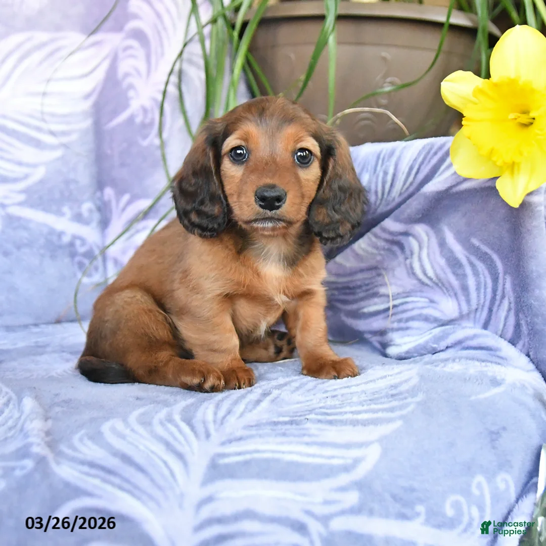 Miniature Dachshund dogs for sale: Dante - Ad 1