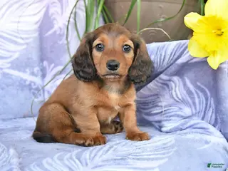 Miniature Dachshund dogs for sale: Dante - Ad 4
