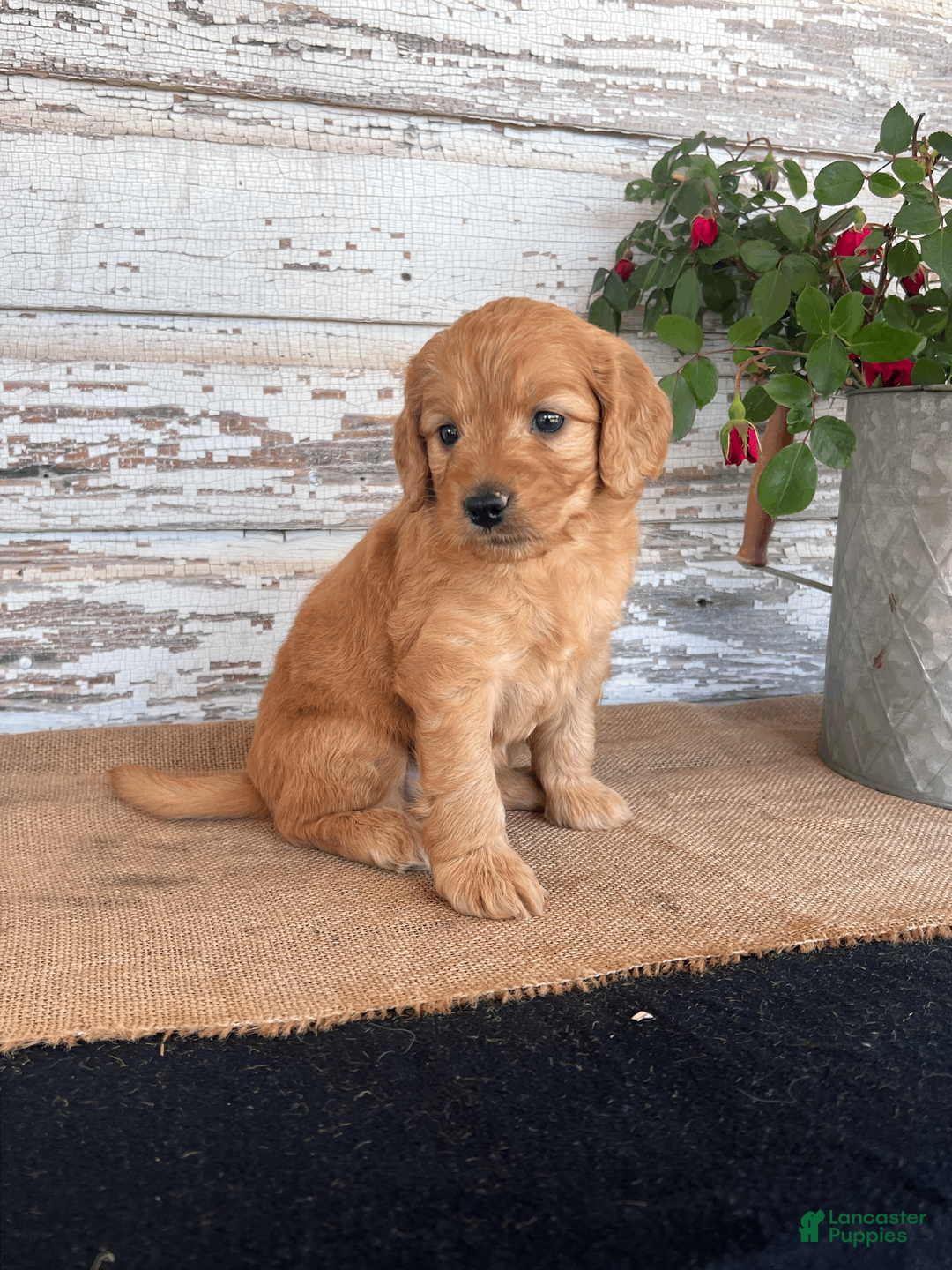 Mini Goldendoodle dogs for sale: Jenna - Ad 2