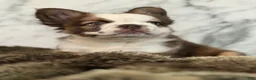 French Bulldog dogs for sale: French Bulldog Puppy 1 - Ad 3