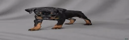 Doberman Pinscher dogs for sale: Azrael - Ad 4