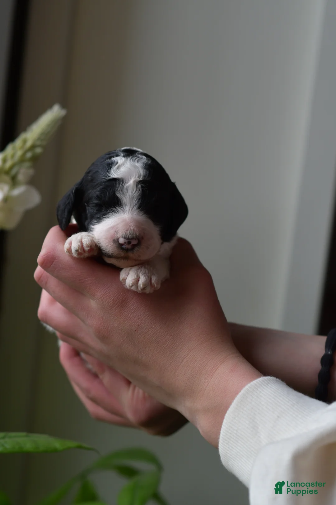 Standard Poodle dogs for sale: Birdie, Standard Poodle Puppy 9 - Ad 25