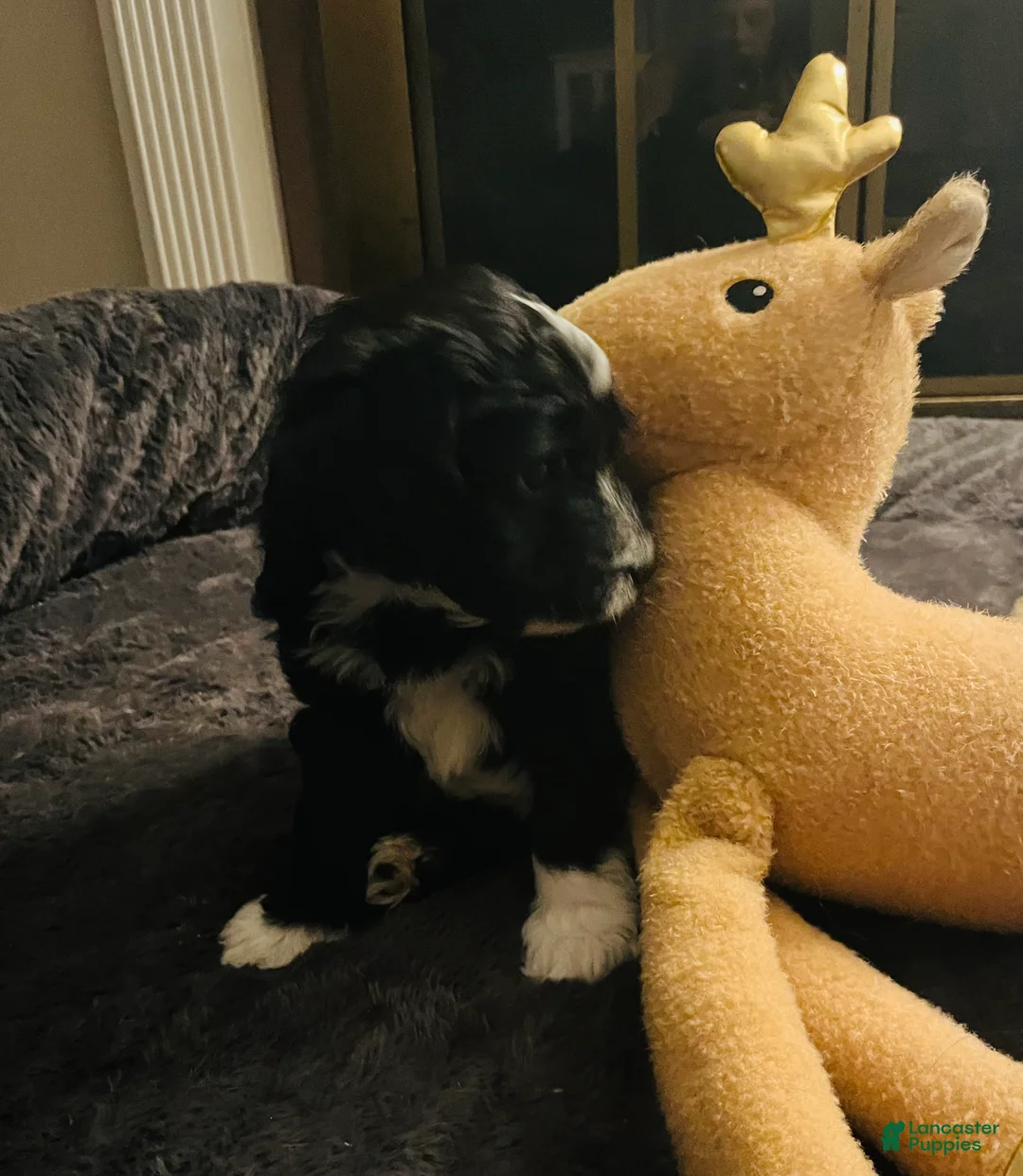 Aussiedoodle dogs for sale: Bo - Ad 3