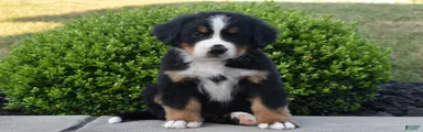 Buster 