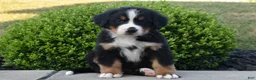 Bernese Mountain Dog dogs for sale: Buster  - Ad 1