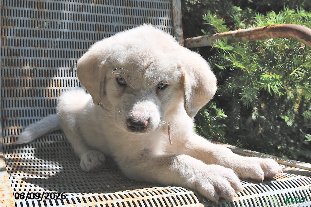 Great Pyrenees dogs Skye - Ad 2