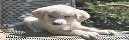 Great Pyrenees dogs for sale: Skye - Ad 2