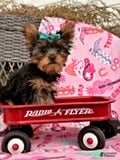 Yorkshire Terrier dogs Jason - Ad 2