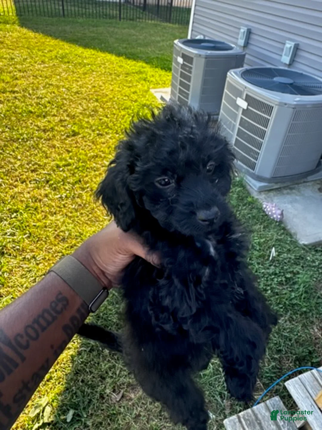 Cockapoo dogs for sale: Black Girl - Ad 3