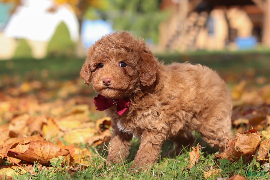 Miniature Poodle dogs for sale: Stitch - Ad 6