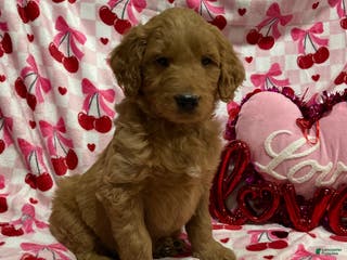 Goldendoodle dogs Chase - Ad 33
