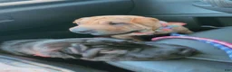 Shar Pei dogs for sale: Shar Pei 2 - Ad 3