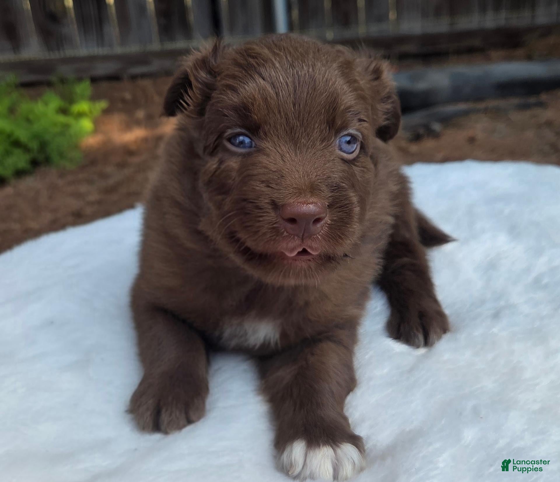 Australian Shepherd dogs Seth - Ad 1