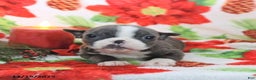 Boston Terrier dogs for sale: Harley - Ad 2