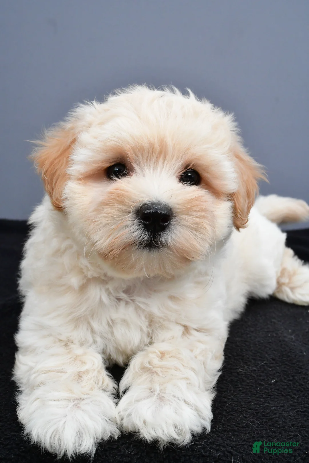 Maltipoo dogs for sale: Bella - Ad 2