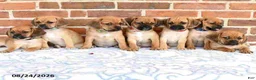 Puggle dogs for sale: Shoshannah - Ad 5