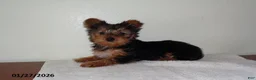 Yorkshire Terrier dogs for sale: Zuzu - Ad 3