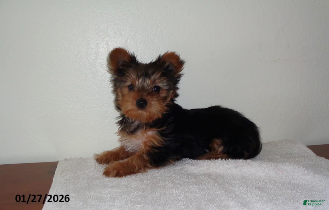 Yorkshire Terrier dogs for sale: Zuzu - Ad 3
