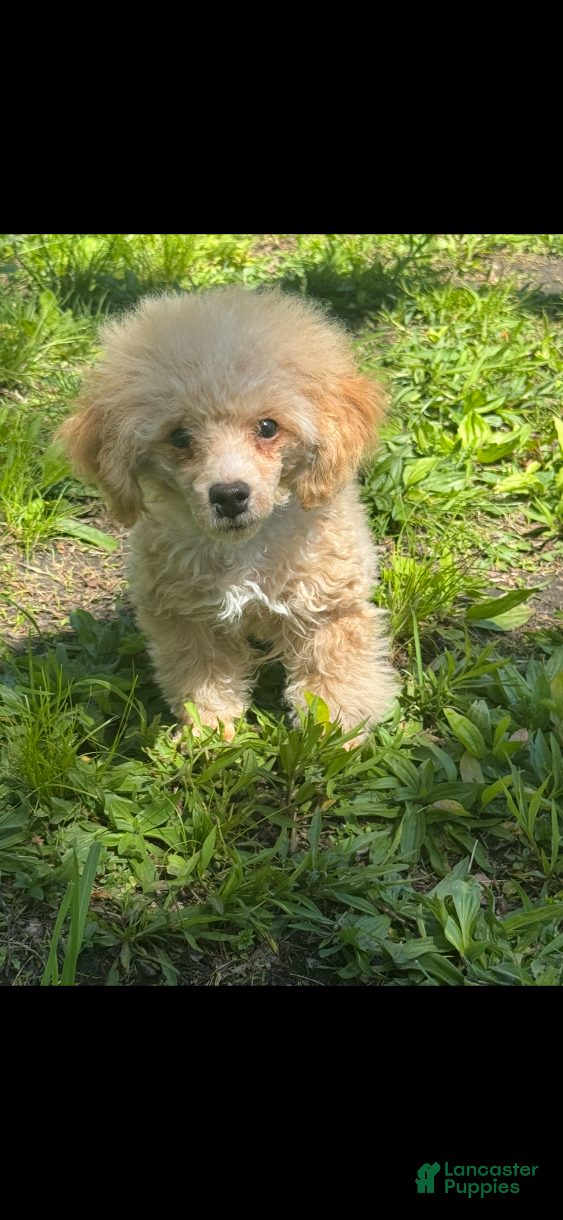 Toy Poodle dogs Vegeta - Ad 1