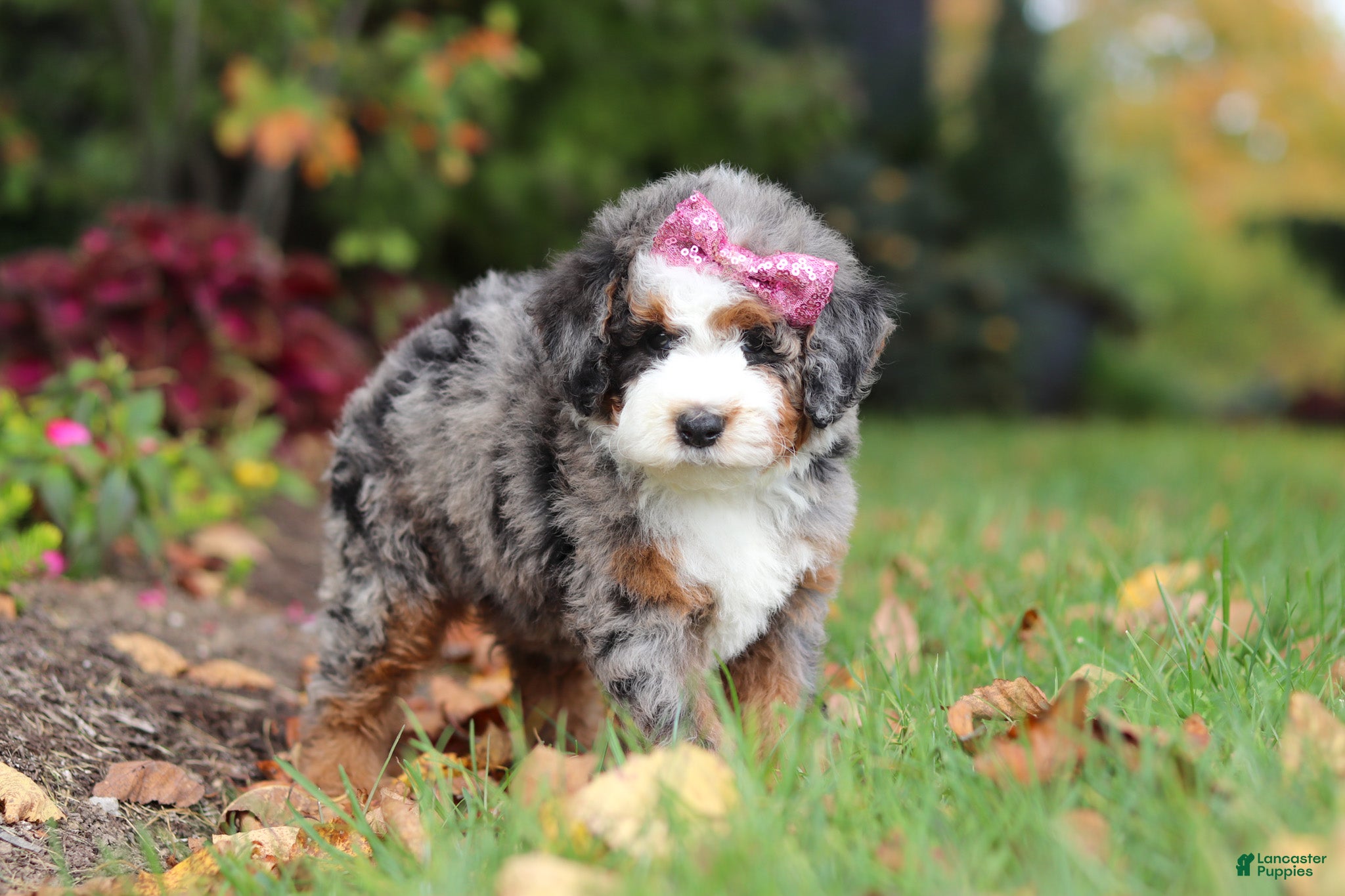 Mini Bernedoodle dogs Zendaya - Ad 2