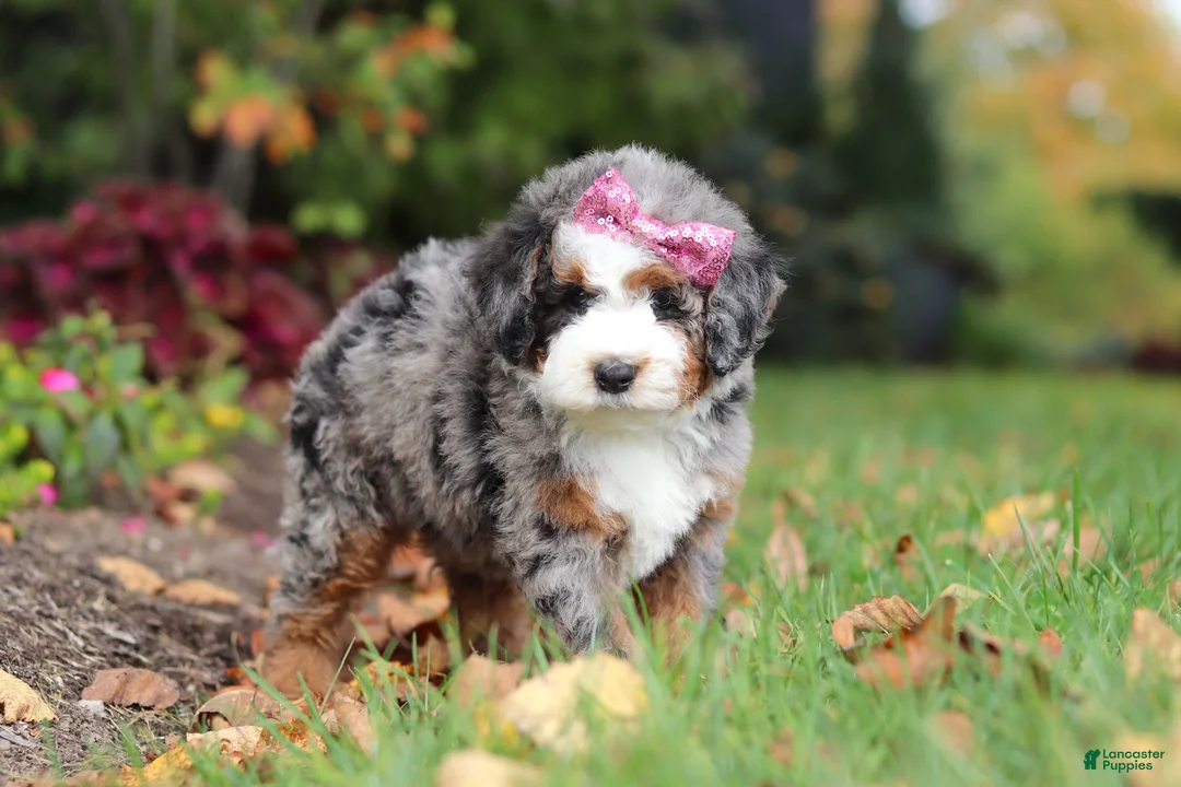 Mini Bernedoodle dogs for sale: Zendaya - Ad 2