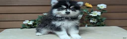 Pomsky dogs for sale: Prince - Ad 7