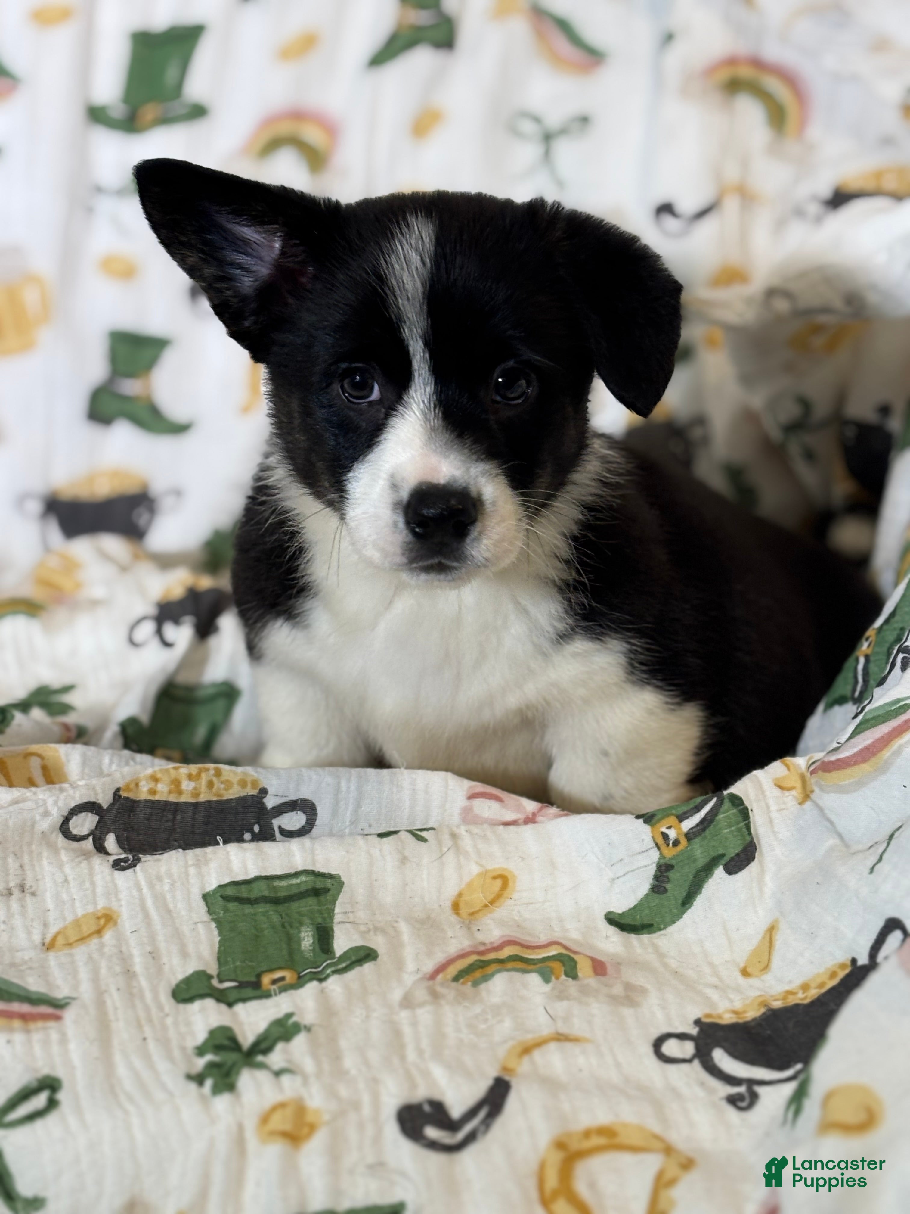 Mixed Breed dogs Max - Ad 13