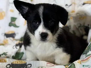 Mixed Breed dogs Max - Ad 13